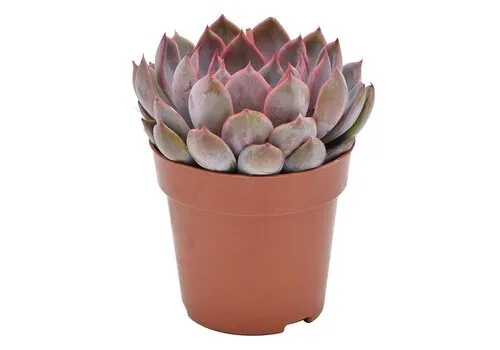 JUNAVERA Echeveria Summer | 8,5 cm pot | 14 cm hoog