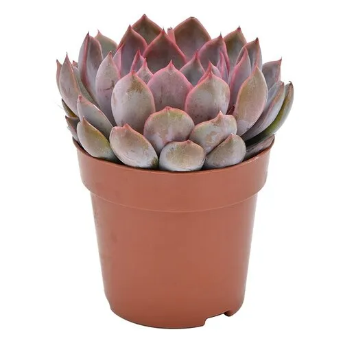 JUNAVERA Echeveria Summer | 8,5 cm pot | 14 cm hoog