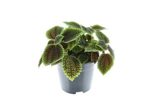 JUNAVERA Pilea involucrata 'Moon Valley'  | 8,5 cm pot | 12 cm hoog