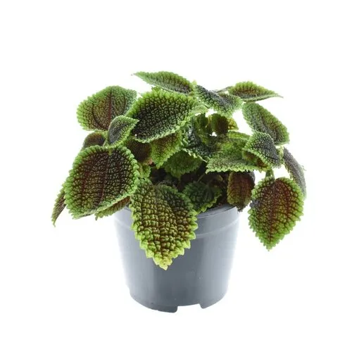 JUNAVERA Pilea involucrata 'Moon Valley'  | 8,5 cm pot | 12 cm hoog
