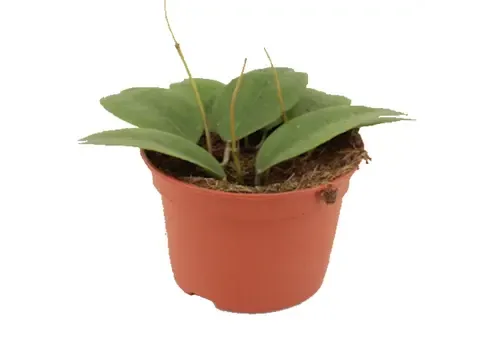 JUNAVERA Hoya Tequilla 'Sunrise' | 12 cm pot | 15 cm hoog