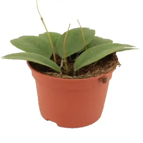 JUNAVERA Hoya Tequilla 'Sunrise' | 12 cm pot | 15 cm hoog
