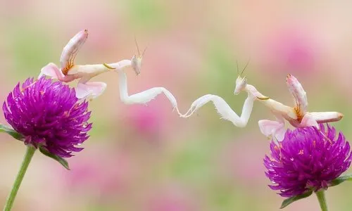 Orchidee-bidsprinkhaan verzorgen | Hymenopus coronatus