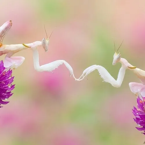 Orchidee-bidsprinkhaan verzorgen | Hymenopus coronatus