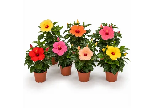 JUNAVERA Hibiscus gemengde kleuren | 25 cm hoog | 9 cm pot | 25 cm hoog | per stuk