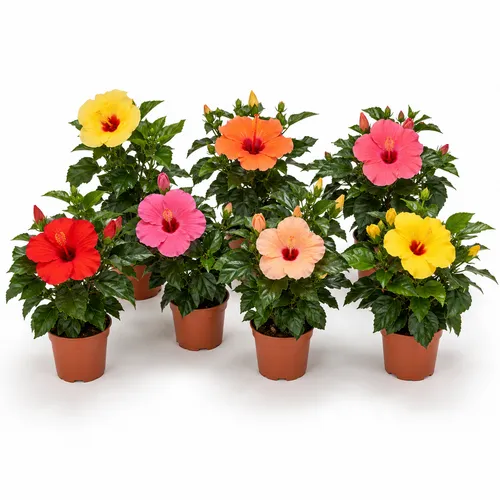 JUNAVERA Hibiscus gemengde kleuren | 25 cm hoog | 9 cm pot | 25 cm hoog | per stuk
