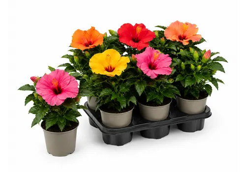 JUNAVERA Hibiscus gemengde kleuren | 13 cm pot | 25 cm hoog | per stuk