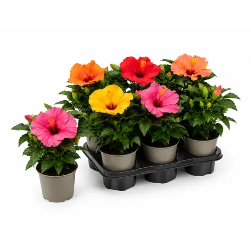 JUNAVERA Hibiscus gemengde kleuren | 13 cm pot | 25 cm hoog | per stuk