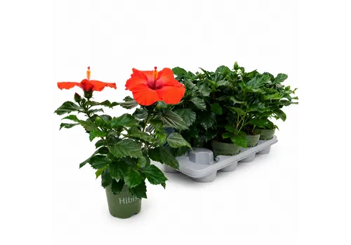 JUNAVERA Hibiscus rood | 13 cm pot | 35 cm hoog | per stuk
