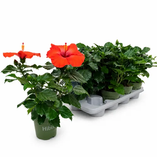 JUNAVERA Hibiscus rood | 13 cm pot | 35 cm hoog | per stuk