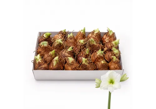 JUNAVERA Hippeastrum wit | bloembol | voor binnen en buiten | per stuk