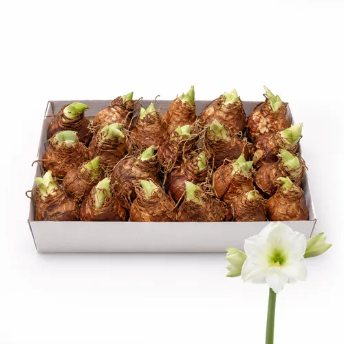 JUNAVERA Hippeastrum wit | bloembol | voor binnen en buiten | per stuk