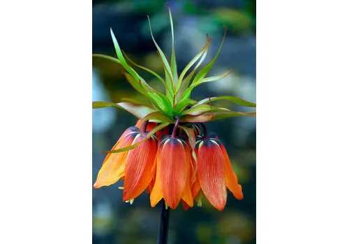 JUNAVERA Fritillaria imperialis Rubra | rode keizerskroon bloembol | verkoop per stuk