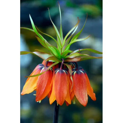 JUNAVERA Fritillaria imperialis Rubra | rode keizerskroon bloembol | verkoop per stuk