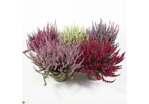 JUNAVERA Calluna vulgaris Callu Nova mix | ca. 10 tot 15 cm hoog | 10 cm pot | per stuk