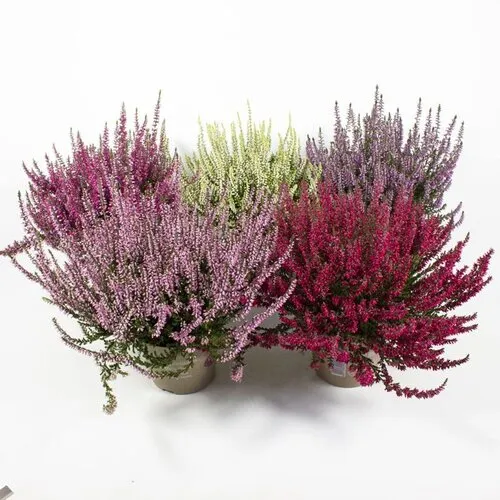 JUNAVERA Calluna vulgaris Callu Nova mix | ca. 10 tot 15 cm hoog | 10 cm pot | per stuk