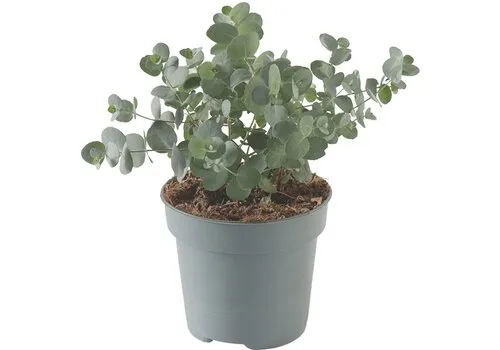 JUNAVERA Eucalyptus cinerea | zilvereucalyptus | 25 cm hoog | 12 cm pot