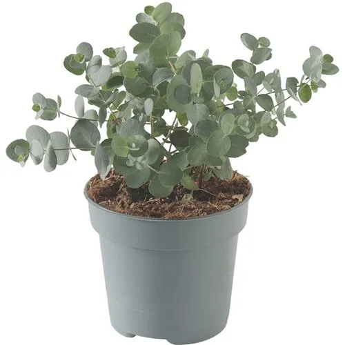 JUNAVERA Eucalyptus cinerea | zilvereucalyptus | 25 cm hoog | 12 cm pot