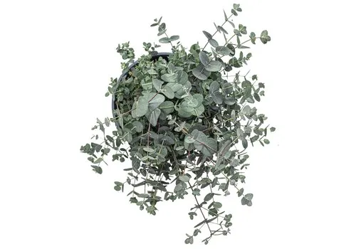 JUNAVERA Eucalyptus gunnii | 14 cm pot | 25 cm hoog