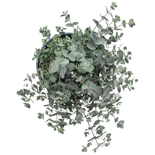 JUNAVERA Eucalyptus gunnii | 14 cm pot | 25 cm hoog