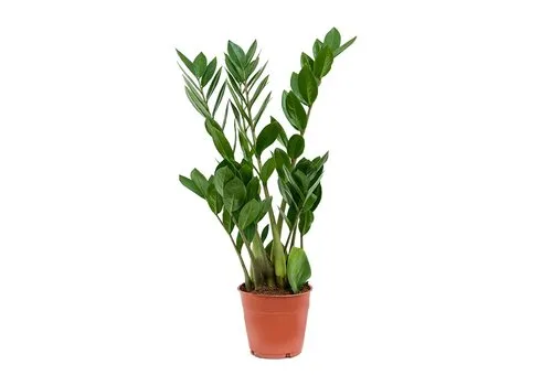 JUNAVERA Zamioculcas zamiifolia | pot 12 cm | 35 cm hoog | 4 takken