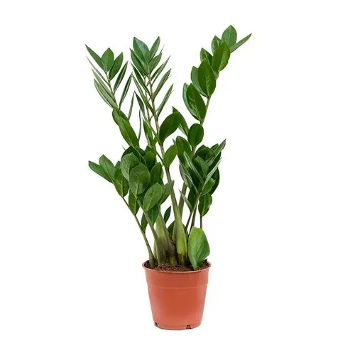JUNAVERA Zamioculcas zamiifolia | pot 12 cm | 35 cm hoog | 4 takken