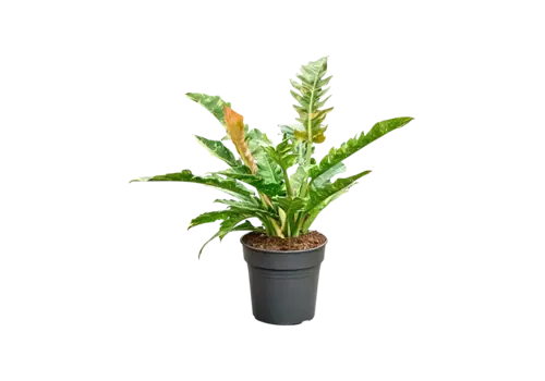 JUNAVERA Philodendron Ring of Fire | 12 cm pot | 30 cm hoog