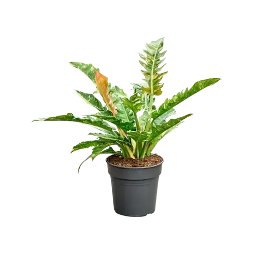 JUNAVERA Philodendron Ring of Fire | 12 cm pot | 30 cm hoog