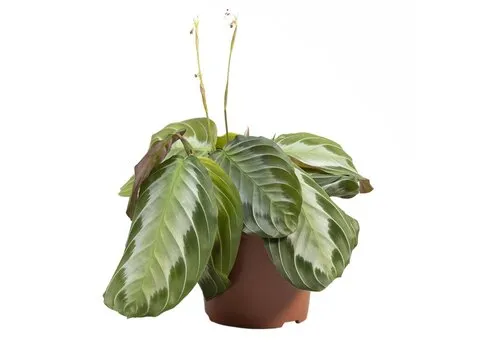 JUNAVERA Maranta Exclusive Grey | 12 cm pot | 35 cm hoog