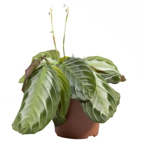 JUNAVERA Maranta Exclusive Grey | 12 cm pot | 35 cm hoog