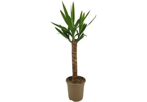 JUNAVERA Yucca enkele stam | 21 cm pot | 95 cm hoog