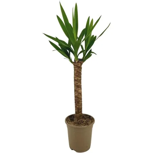 JUNAVERA Yucca enkele stam | 21 cm pot | 95 cm hoog