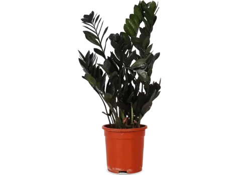 JUNAVERA Zamioculcas Raven | 17 cm pot | ca. 65 cm hoog | 3 takken