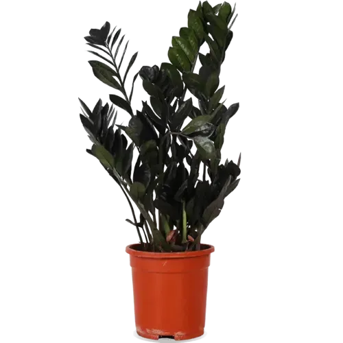 JUNAVERA Zamioculcas Raven | 17 cm pot | ca. 65 cm hoog | 3 takken