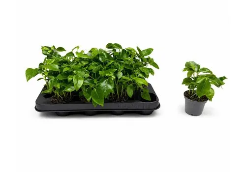 JUNAVERA Schefflera Mini | 7 cm pot | 15 cm hoog