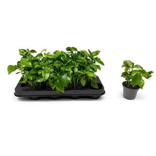 JUNAVERA Schefflera Mini | 7 cm pot | 15 cm hoog