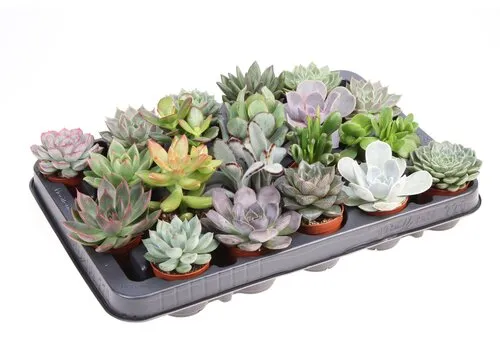 JUNAVERA Succulenten mix | 5,5 cm pot | 8 cm hoog | per stuk