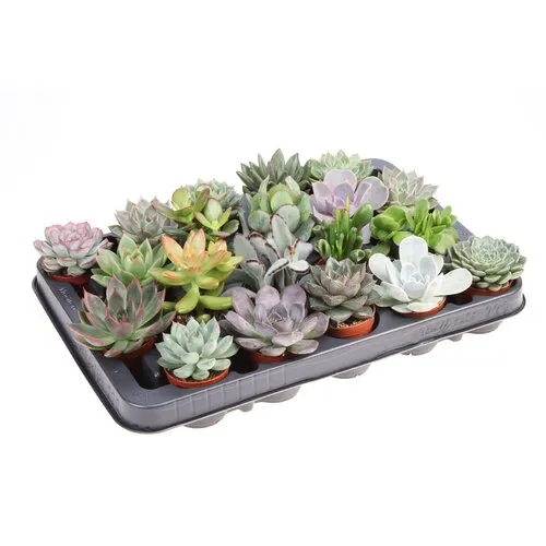 JUNAVERA Succulenten mix | 5,5 cm pot | 8 cm hoog | per stuk