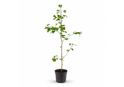 JUNAVERA Ginkgo biloba | Japanse notenboom | 145 cm hoog