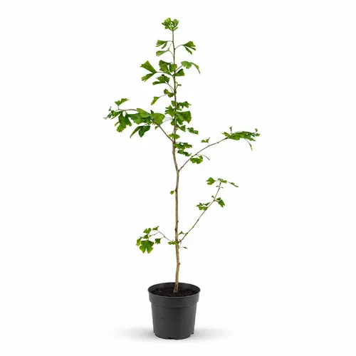 JUNAVERA Ginkgo biloba | Japanse notenboom | 145 cm hoog