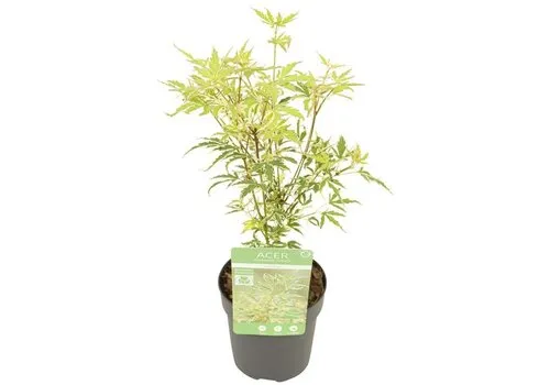 JUNAVERA Acer palmatum Butterfly Silver Sensation | 40 cm hoog | 10 cm pot