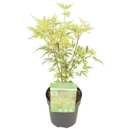 JUNAVERA Acer palmatum Butterfly Silver Sensation | 40 cm hoog | 10 cm pot