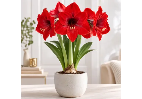 JUNAVERA Hippeastrum rood | Amaryllis bloembol | binnen en buiten | per stuk