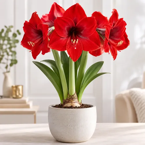 JUNAVERA Hippeastrum rood | Amaryllis bloembol | binnen en buiten | per stuk