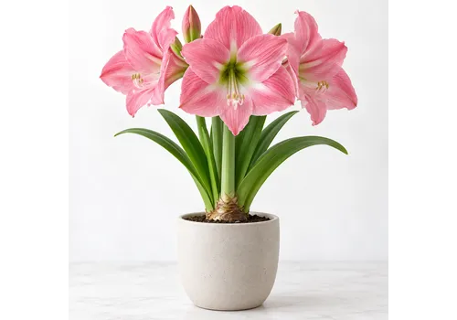 JUNAVERA Hippeastrum roze | bloembol | voor binnen en buiten | per stuk