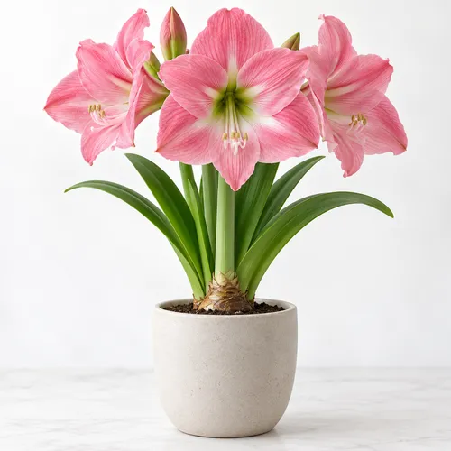JUNAVERA Hippeastrum roze | bloembol | voor binnen en buiten | per stuk