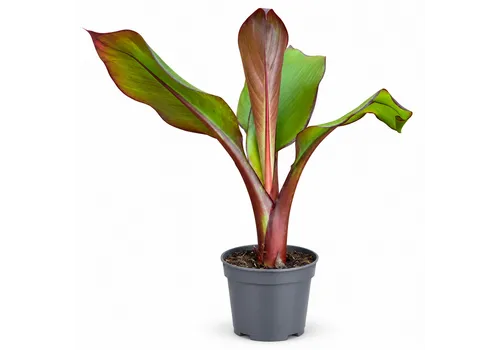 JUNAVERA Ensete ventricosum 'Maurelii' | 55 cm hoog | 14 cm pot