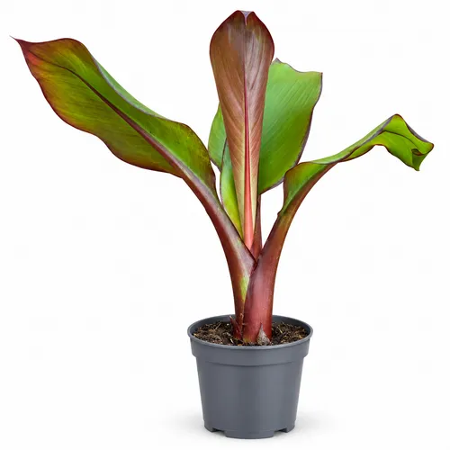 JUNAVERA Ensete ventricosum 'Maurelii' | 55 cm hoog | 14 cm pot
