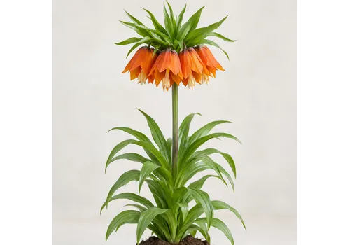 JUNAVERA Fritillaria imperialis Aurora bloembol | per stuk