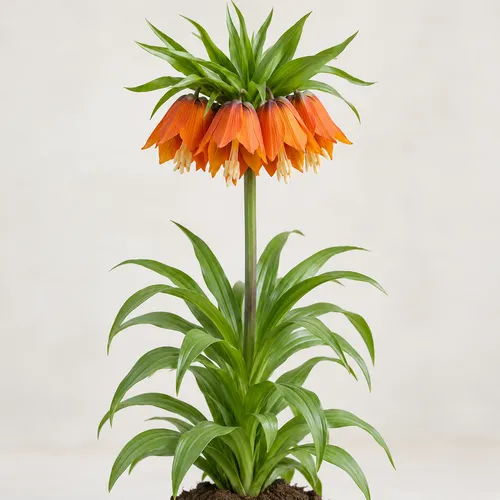 JUNAVERA Fritillaria imperialis Aurora bloembol | per stuk